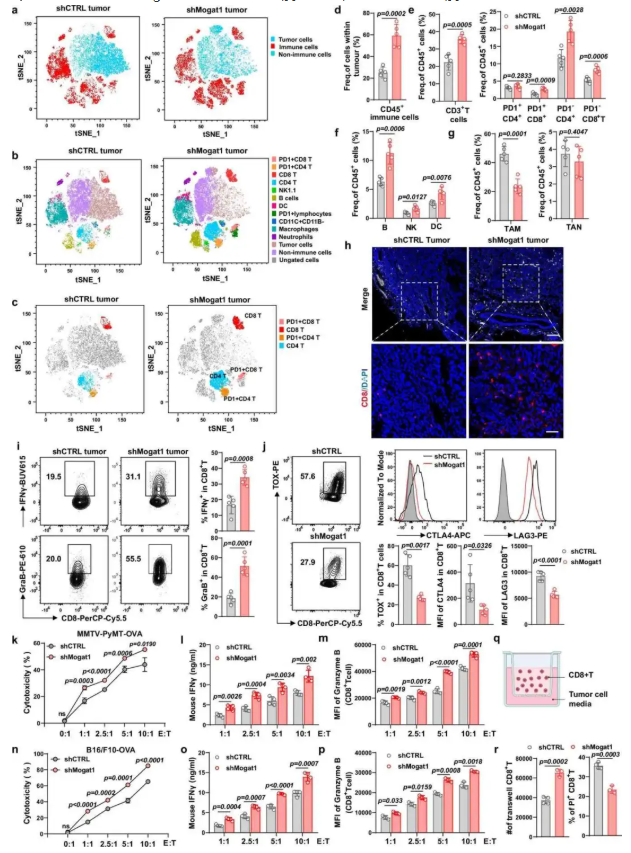 nat. commun. (IF=15.7)|西湖大学许圳杰团队:Mogat1 介导脂质代谢重编程驱动肿瘤免疫逃逸(图7) nat. commun. (IF=15.7)|西湖大学许圳杰团队:Mogat1 介导脂质代谢重编程驱动肿瘤免疫逃逸(图7)