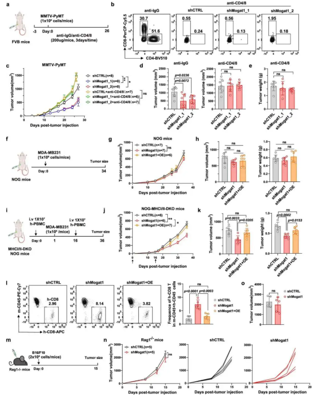 nat. commun. (IF=15.7)|西湖大学许圳杰团队:Mogat1 介导脂质代谢重编程驱动肿瘤免疫逃逸(图8) nat. commun. (IF=15.7)|西湖大学许圳杰团队:Mogat1 介导脂质代谢重编程驱动肿瘤免疫逃逸(图8)