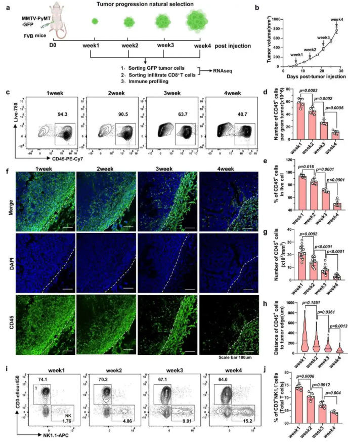 nat. commun. (IF=15.7)|西湖大学许圳杰团队:Mogat1 介导脂质代谢重编程驱动肿瘤免疫逃逸(图2) nat. commun. (IF=15.7)|西湖大学许圳杰团队:Mogat1 介导脂质代谢重编程驱动肿瘤免疫逃逸(图2)