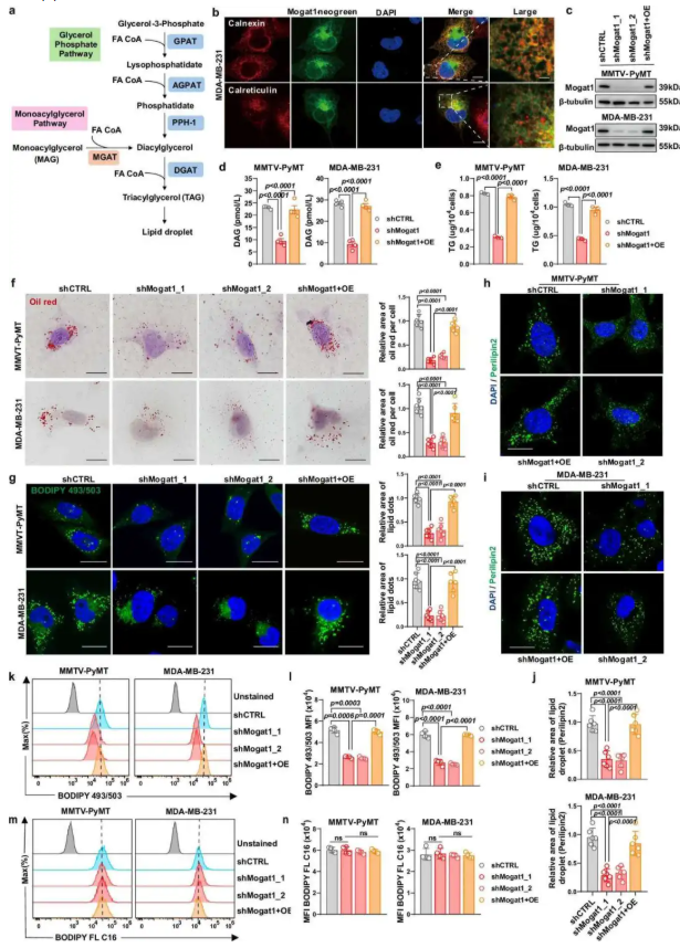 nat. commun. (IF=15.7)|西湖大学许圳杰团队:Mogat1 介导脂质代谢重编程驱动肿瘤免疫逃逸(图4) nat. commun. (IF=15.7)|西湖大学许圳杰团队:Mogat1 介导脂质代谢重编程驱动肿瘤免疫逃逸(图4)