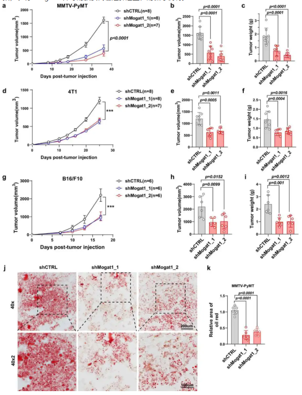 nat. commun. (IF=15.7)|西湖大学许圳杰团队:Mogat1 介导脂质代谢重编程驱动肿瘤免疫逃逸(图5) nat. commun. (IF=15.7)|西湖大学许圳杰团队:Mogat1 介导脂质代谢重编程驱动肿瘤免疫逃逸(图5)