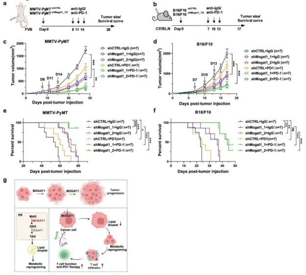 nat. commun. (IF=15.7)|西湖大学许圳杰团队:Mogat1 介导脂质代谢重编程驱动肿瘤免疫逃逸(图9) nat. commun. (IF=15.7)|西湖大学许圳杰团队:Mogat1 介导脂质代谢重编程驱动肿瘤免疫逃逸(图9)