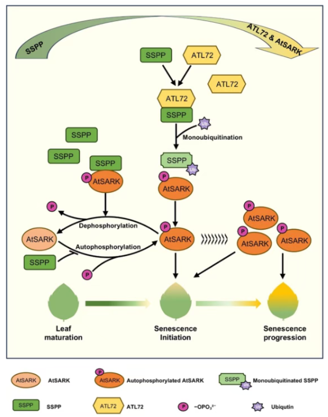 不止单一修饰！百趣全景修饰 crosstalk 解锁生命调控密码(图7)
