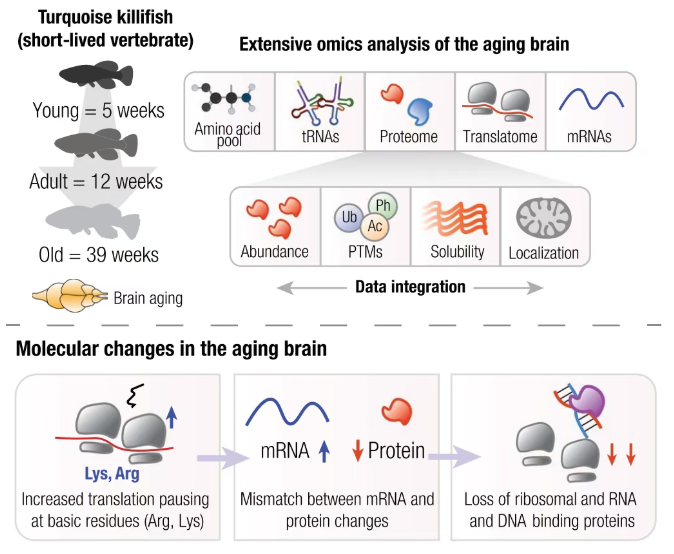 不止单一修饰！百趣全景修饰 crosstalk 解锁生命调控密码(图3)