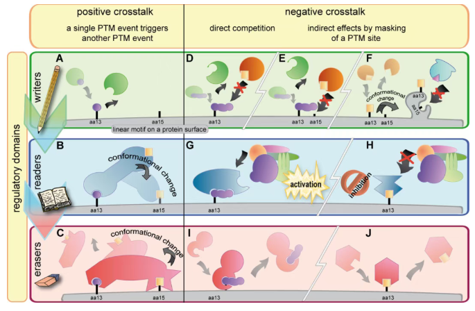 不止单一修饰！百趣全景修饰 crosstalk 解锁生命调控密码(图1)