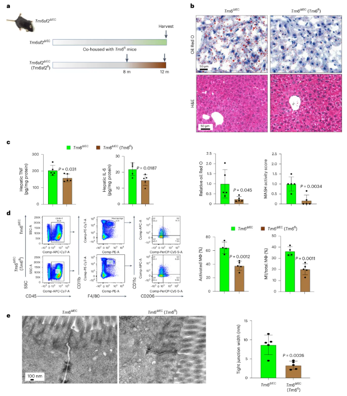 nat metab(IF=20.8) | 香港中文大学于君教授团队：肠道TM6SF2通过肠-肝轴预防代谢功能障碍相关的脂肪性肝炎(图8)