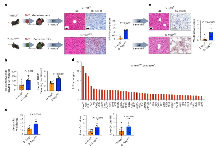nat metab(IF=20.8) | 香港中文大学于君教授团队：肠道TM6SF2通过肠-肝轴预防代谢功能障碍相关的脂肪性肝炎(图6)
