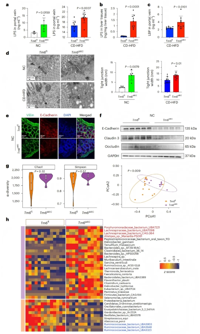 nat metab(IF=20.8) | 香港中文大学于君教授团队：肠道TM6SF2通过肠-肝轴预防代谢功能障碍相关的脂肪性肝炎(图3)