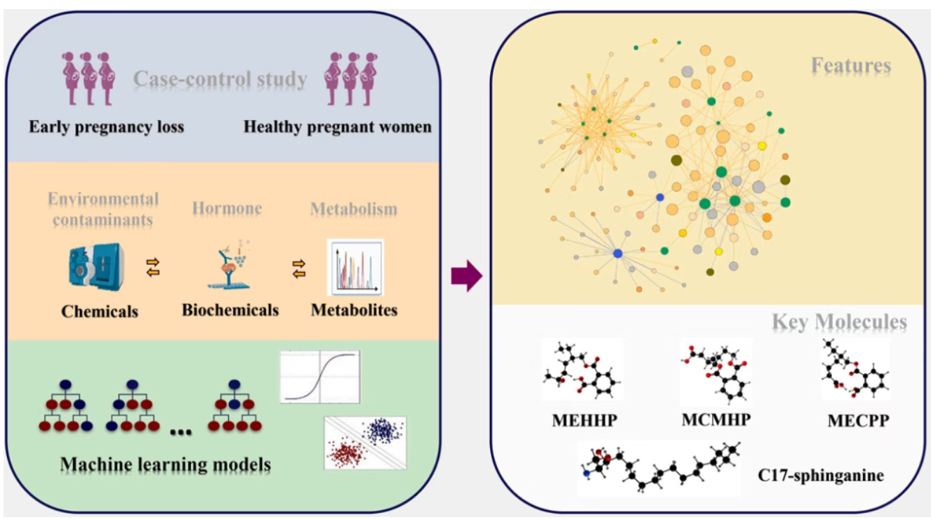 J. Hazard. Mater. (IF=11.3)｜暴露组如何关联早孕期流产？C17-鞘氨醇标志物指向核心代谢机制(图2)