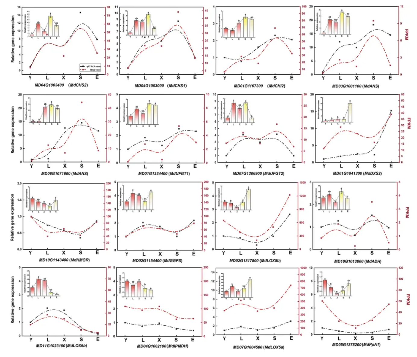 Food Chem.(IF=9.8)｜甘肃农大毛娟老师团队首次揭示‘蛇果’芽变中果实颜色深红化与香气减弱的交叉调控机制！(图8)