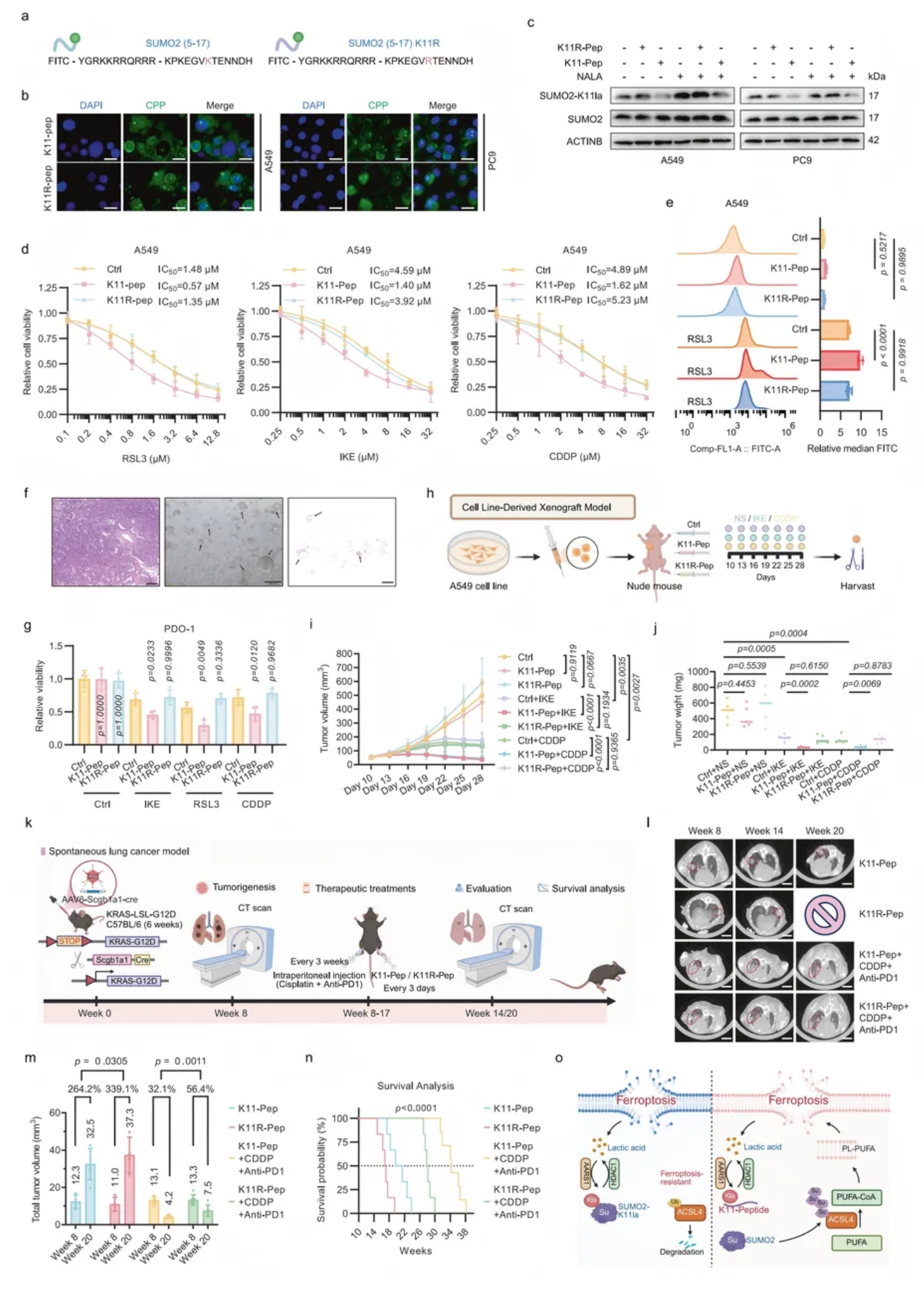 Cell Discovery(IF=12.5)|复旦附属中山医院研究团队:SUMO2乳酸化促ACSL4降解,抑制肺腺癌铁死亡(图9) Cell Discovery(IF=12.5)|复旦附属中山医院研究团队:SUMO2乳酸化促ACSL4降解,抑制肺腺癌铁死亡(图9)
