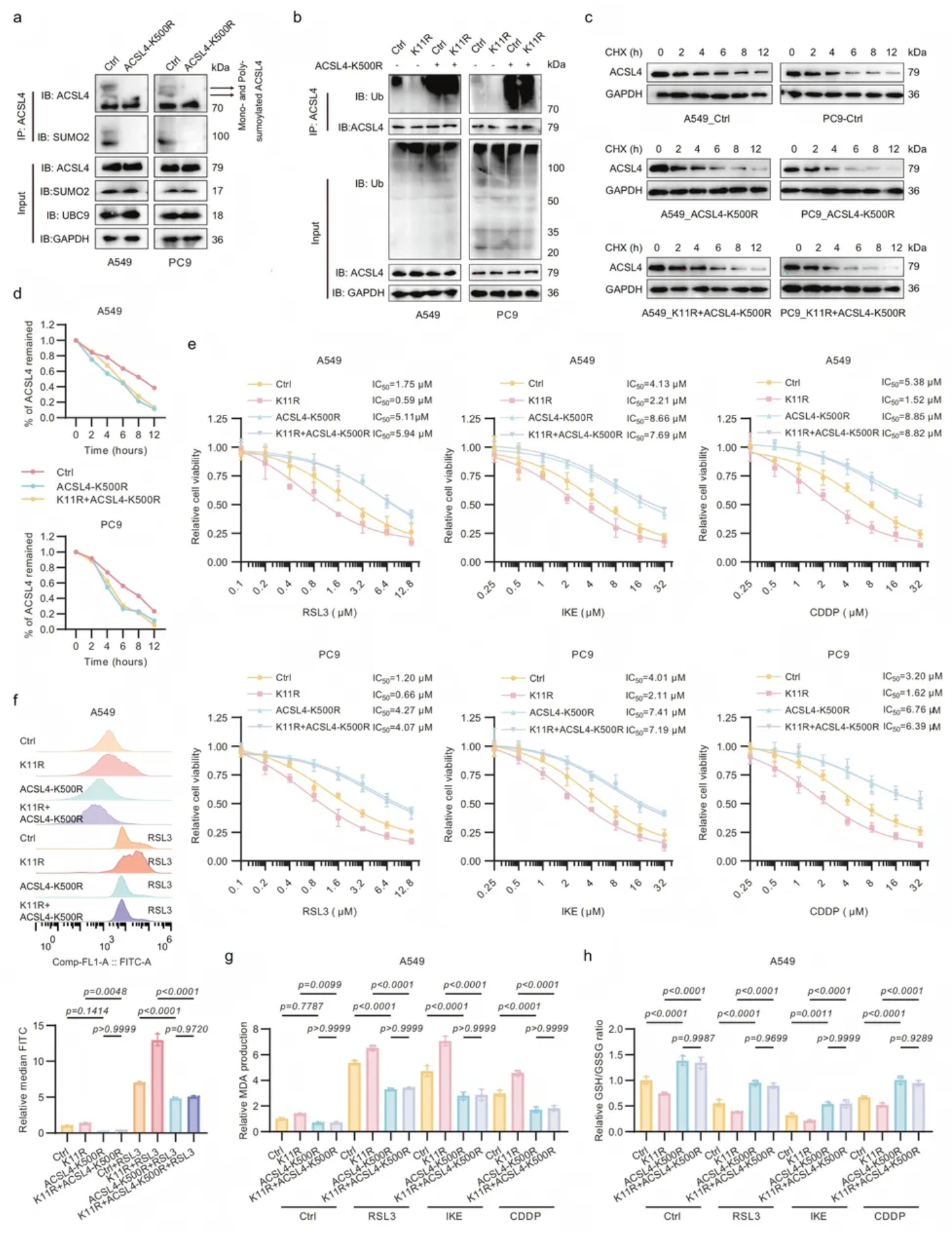 Cell Discovery(IF=12.5)|复旦附属中山医院研究团队:SUMO2乳酸化促ACSL4降解,抑制肺腺癌铁死亡(图7) Cell Discovery(IF=12.5)|复旦附属中山医院研究团队:SUMO2乳酸化促ACSL4降解,抑制肺腺癌铁死亡(图7)