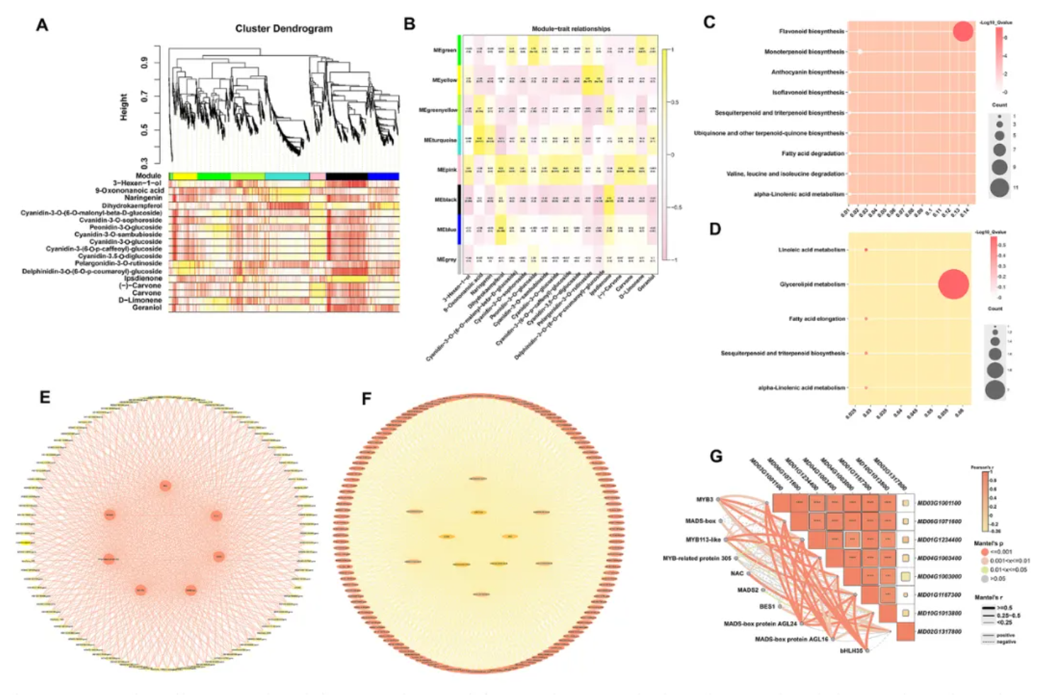Food Chem.(IF=9.8)｜甘肃农大毛娟老师团队首次揭示‘蛇果’芽变中果实颜色深红化与香气减弱的交叉调控机制！(图7)