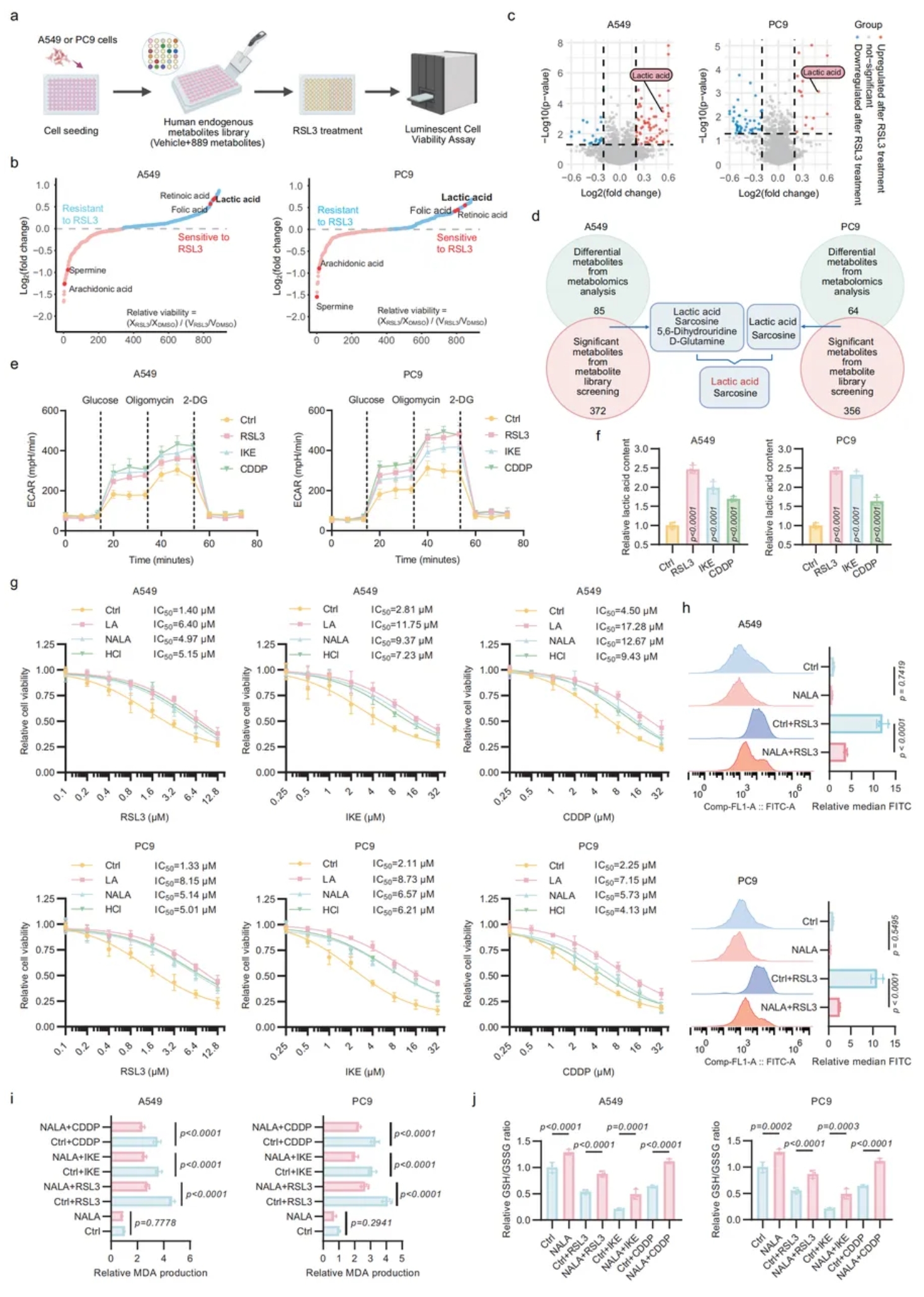 Cell Discovery(IF=12.5)|复旦附属中山医院研究团队:SUMO2乳酸化促ACSL4降解,抑制肺腺癌铁死亡(图3) Cell Discovery(IF=12.5)|复旦附属中山医院研究团队:SUMO2乳酸化促ACSL4降解,抑制肺腺癌铁死亡(图3)