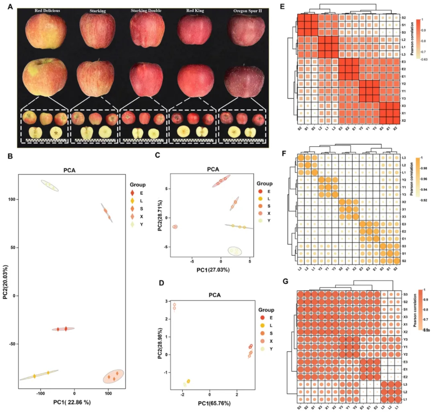Food Chem.(IF=9.8)｜甘肃农大毛娟老师团队首次揭示‘蛇果’芽变中果实颜色深红化与香气减弱的交叉调控机制！(图2)