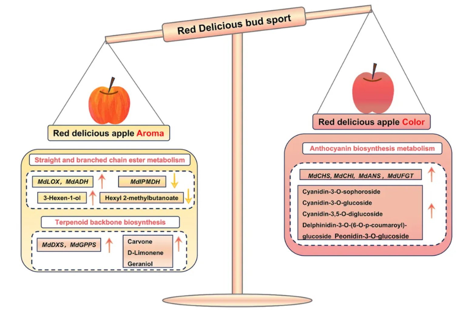 Food Chem.(IF=9.8)｜甘肃农大毛娟老师团队首次揭示‘蛇果’芽变中果实颜色深红化与香气减弱的交叉调控机制！(图9)
