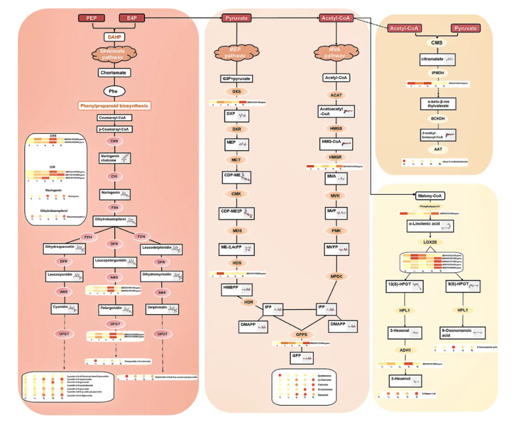 Food Chem.(IF=9.8)｜甘肃农大毛娟老师团队首次揭示‘蛇果’芽变中果实颜色深红化与香气减弱的交叉调控机制！(图6)
