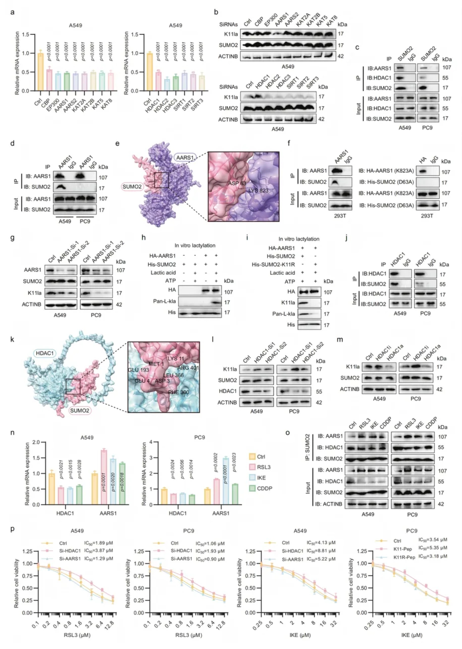 Cell Discovery(IF=12.5)|复旦附属中山医院研究团队:SUMO2乳酸化促ACSL4降解,抑制肺腺癌铁死亡(图8) Cell Discovery(IF=12.5)|复旦附属中山医院研究团队:SUMO2乳酸化促ACSL4降解,抑制肺腺癌铁死亡(图8)