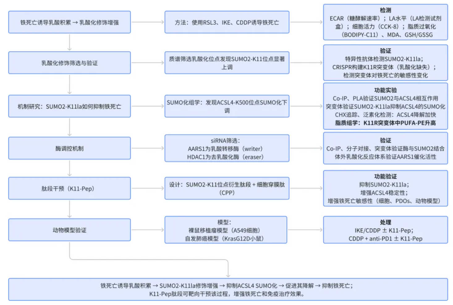 Cell Discovery(IF=12.5)|复旦附属中山医院研究团队:SUMO2乳酸化促ACSL4降解,抑制肺腺癌铁死亡(图2) Cell Discovery(IF=12.5)|复旦附属中山医院研究团队:SUMO2乳酸化促ACSL4降解,抑制肺腺癌铁死亡(图2)