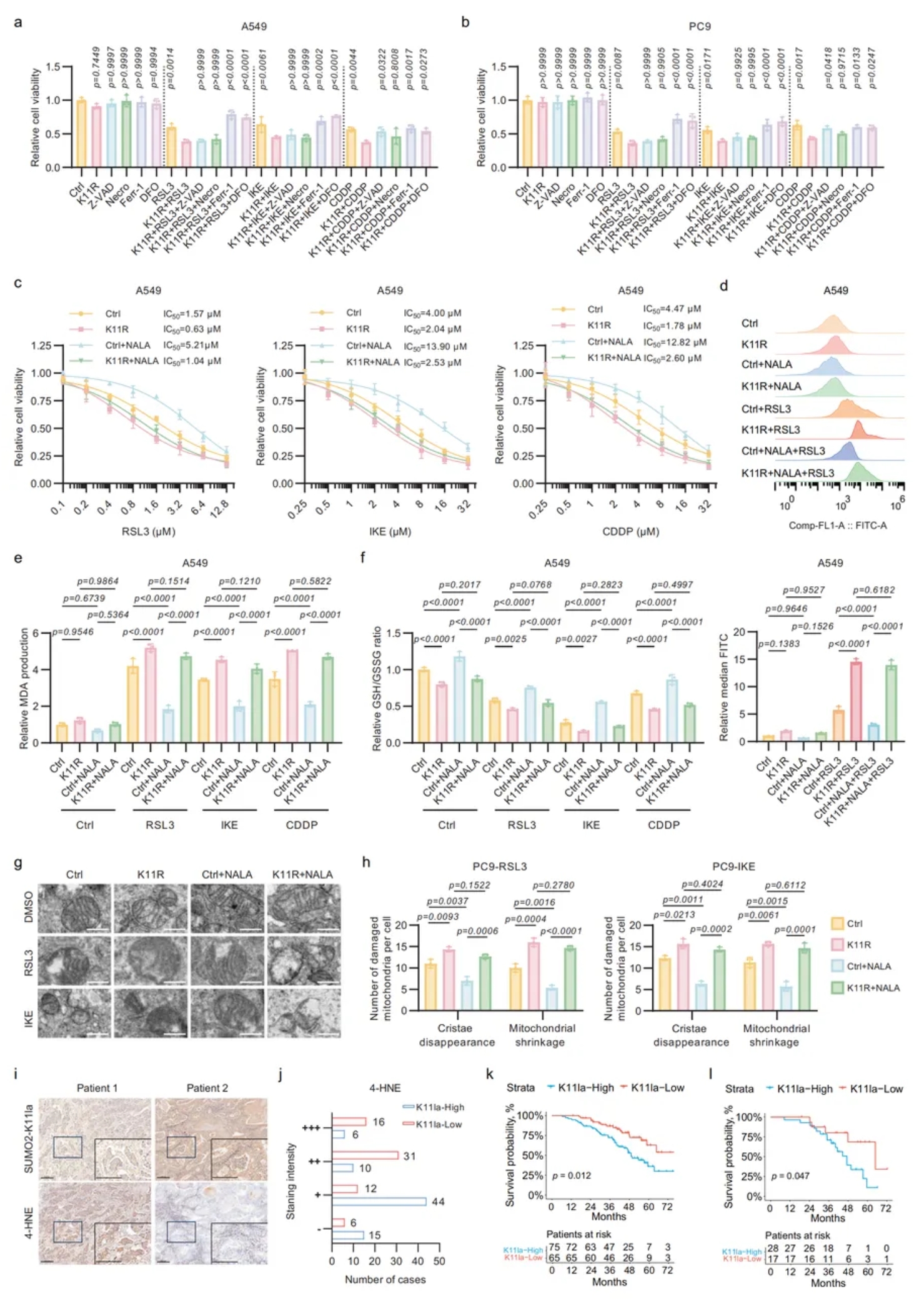 Cell Discovery(IF=12.5)|复旦附属中山医院研究团队:SUMO2乳酸化促ACSL4降解,抑制肺腺癌铁死亡(图5) Cell Discovery(IF=12.5)|复旦附属中山医院研究团队:SUMO2乳酸化促ACSL4降解,抑制肺腺癌铁死亡(图5)