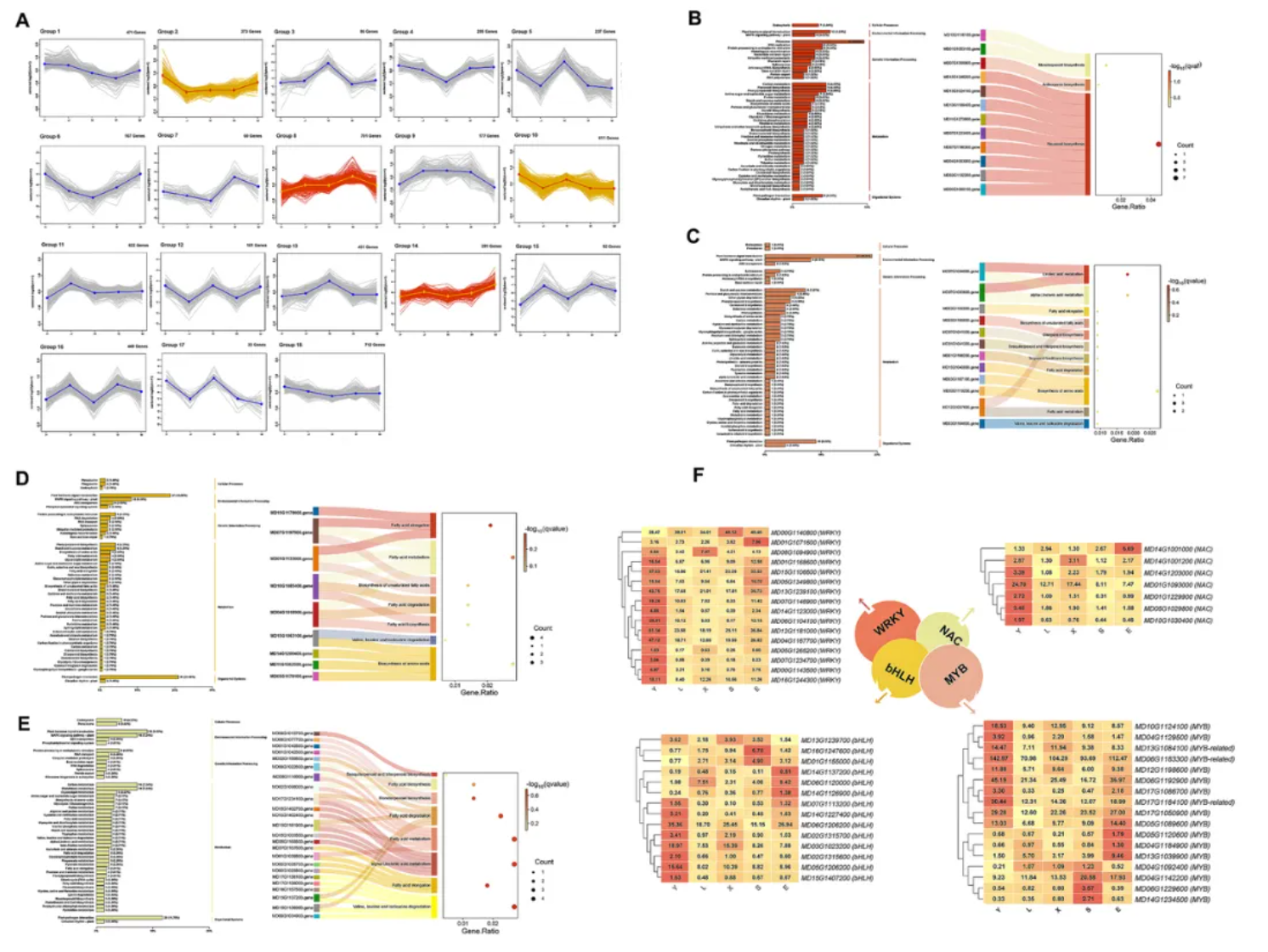Food Chem.(IF=9.8)｜甘肃农大毛娟老师团队首次揭示‘蛇果’芽变中果实颜色深红化与香气减弱的交叉调控机制！(图4)