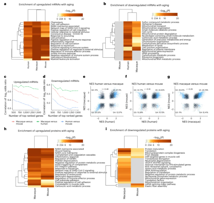 nature methods|中科院昆明动物研究所孔庆鹏团队携手920医院潘兴华团队绘恒河猴30组织多组学图谱，解人类衰老密码！(图5)