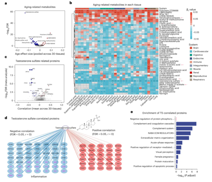 nature methods|中科院昆明动物研究所孔庆鹏团队携手920医院潘兴华团队绘恒河猴30组织多组学图谱，解人类衰老密码！(图4)