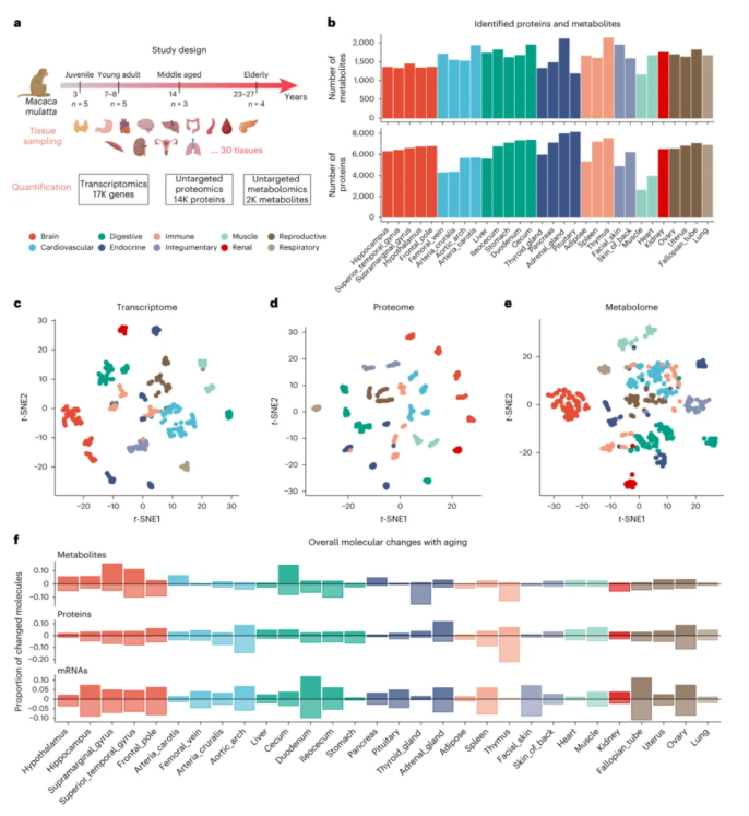 nature methods|中科院昆明动物研究所孔庆鹏团队携手920医院潘兴华团队绘恒河猴30组织多组学图谱，解人类衰老密码！(图2)