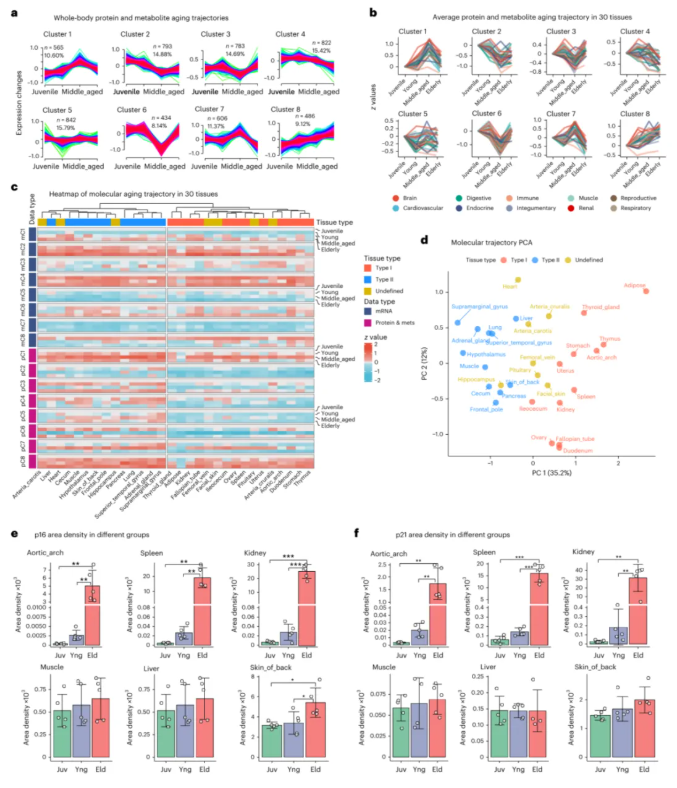 nature methods|中科院昆明动物研究所孔庆鹏团队携手920医院潘兴华团队绘恒河猴30组织多组学图谱，解人类衰老密码！(图6)