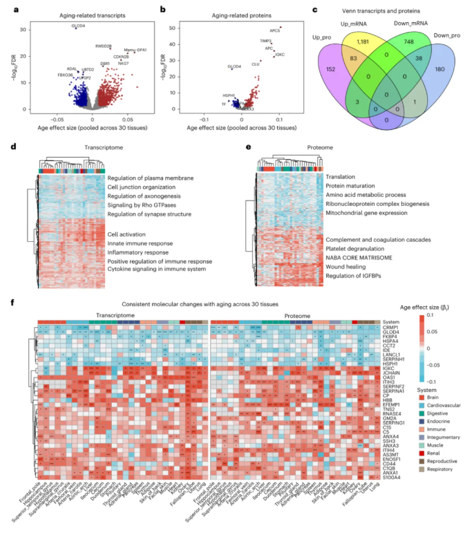 nature methods|中科院昆明动物研究所孔庆鹏团队携手920医院潘兴华团队绘恒河猴30组织多组学图谱，解人类衰老密码！(图3)