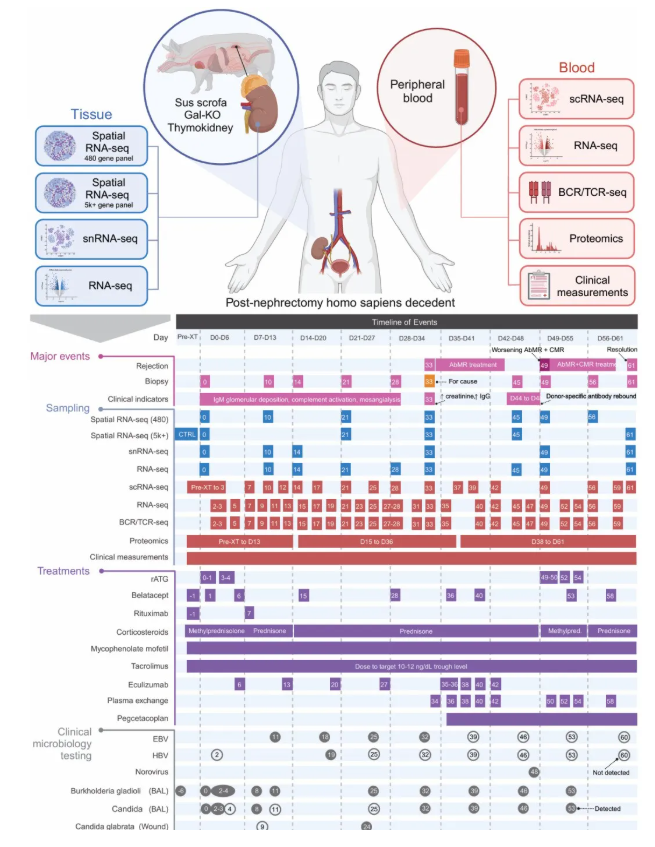 nature (IF=48.5)|重磅突破!首次绘制猪肾异种移植人体61天免疫变化“全景路线图”(图2) nature (IF=48.5)|重磅突破!首次绘制猪肾异种移植人体61天免疫变化“全景路线图”(图2)
