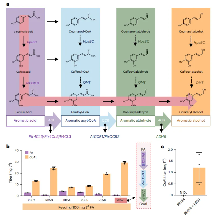 nature子刊(IF=13.7)|海军军医大学张磊/陈万生联合大连化物所周雍进团队设计酵母共生联合体,实现木脂素的从头生物合成(图4) nature子刊(IF=13.7)|海军军医大学张磊/陈万生联合大连化物所周雍进团队设计酵母共生联合体,实现木脂素的从头生物合成(图4)