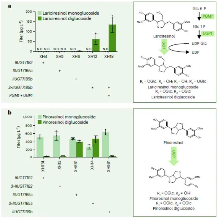 nature子刊(IF=13.7)|海军军医大学张磊/陈万生联合大连化物所周雍进团队设计酵母共生联合体,实现木脂素的从头生物合成(图7) nature子刊(IF=13.7)|海军军医大学张磊/陈万生联合大连化物所周雍进团队设计酵母共生联合体,实现木脂素的从头生物合成(图7)