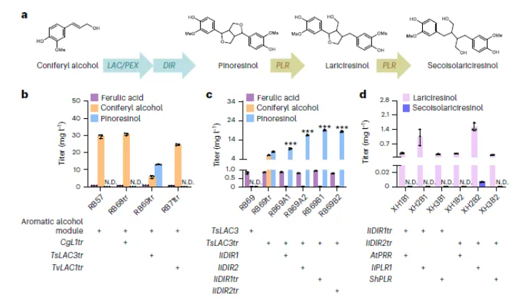nature子刊(IF=13.7)|海军军医大学张磊/陈万生联合大连化物所周雍进团队设计酵母共生联合体,实现木脂素的从头生物合成(图6) nature子刊(IF=13.7)|海军军医大学张磊/陈万生联合大连化物所周雍进团队设计酵母共生联合体,实现木脂素的从头生物合成(图6)
