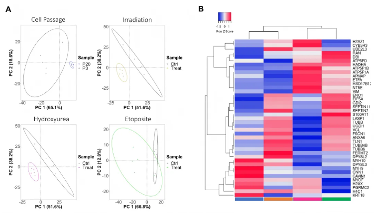 Aging Cell (IF=7.1)|衰老细胞研究:不同诱导方式引多样代谢重编程,丝氨酸/牛磺酸还原表型为关键(图5) Aging Cell (IF=7.1)|衰老细胞研究:不同诱导方式引多样代谢重编程,丝氨酸/牛磺酸还原表型为关键(图5)