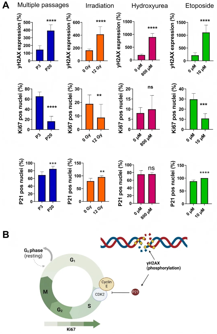 Aging Cell (IF=7.1)|衰老细胞研究:不同诱导方式引多样代谢重编程,丝氨酸/牛磺酸还原表型为关键(图3) Aging Cell (IF=7.1)|衰老细胞研究:不同诱导方式引多样代谢重编程,丝氨酸/牛磺酸还原表型为关键(图3)