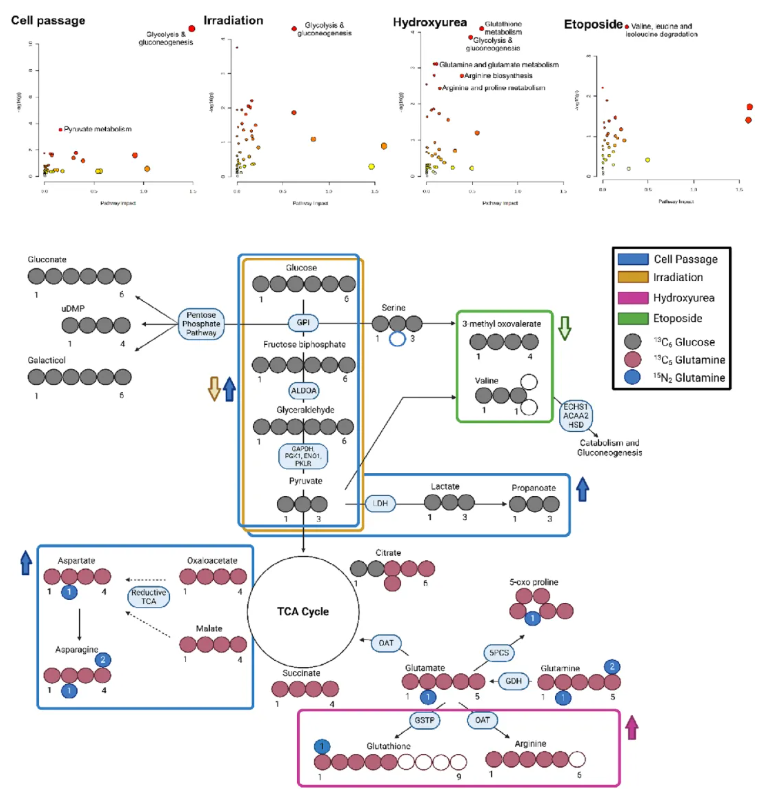 Aging Cell (IF=7.1)|衰老细胞研究:不同诱导方式引多样代谢重编程,丝氨酸/牛磺酸还原表型为关键(图6) Aging Cell (IF=7.1)|衰老细胞研究:不同诱导方式引多样代谢重编程,丝氨酸/牛磺酸还原表型为关键(图6)