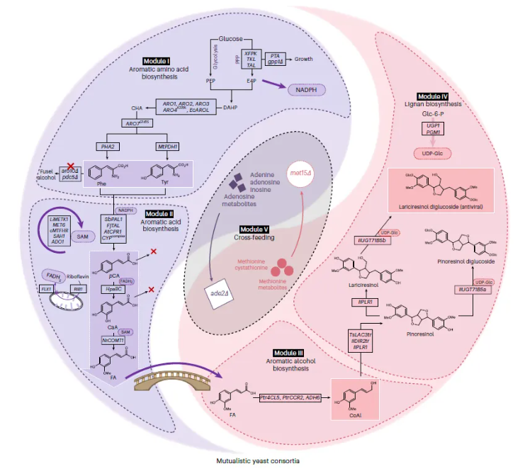 nature子刊(IF=13.7)|海军军医大学张磊/陈万生联合大连化物所周雍进团队设计酵母共生联合体,实现木脂素的从头生物合成(图2) nature子刊(IF=13.7)|海军军医大学张磊/陈万生联合大连化物所周雍进团队设计酵母共生联合体,实现木脂素的从头生物合成(图2)