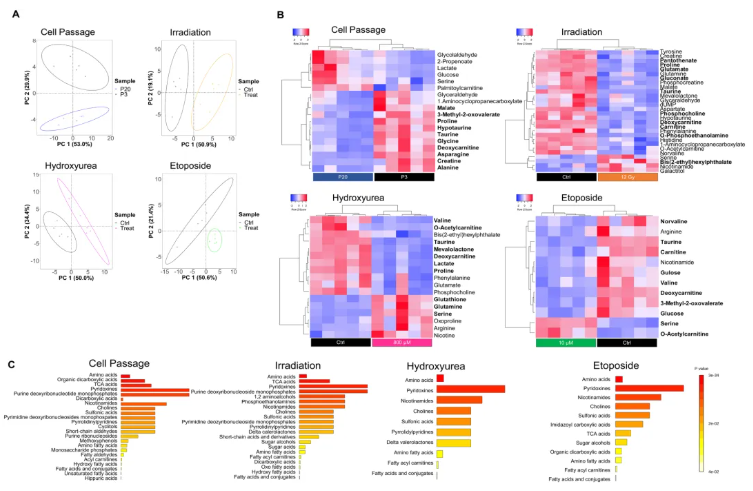 Aging Cell (IF=7.1)|衰老细胞研究:不同诱导方式引多样代谢重编程,丝氨酸/牛磺酸还原表型为关键(图4) Aging Cell (IF=7.1)|衰老细胞研究:不同诱导方式引多样代谢重编程,丝氨酸/牛磺酸还原表型为关键(图4)