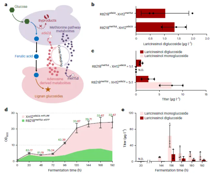 nature子刊(IF=13.7)|海军军医大学张磊/陈万生联合大连化物所周雍进团队设计酵母共生联合体,实现木脂素的从头生物合成(图8) nature子刊(IF=13.7)|海军军医大学张磊/陈万生联合大连化物所周雍进团队设计酵母共生联合体,实现木脂素的从头生物合成(图8)