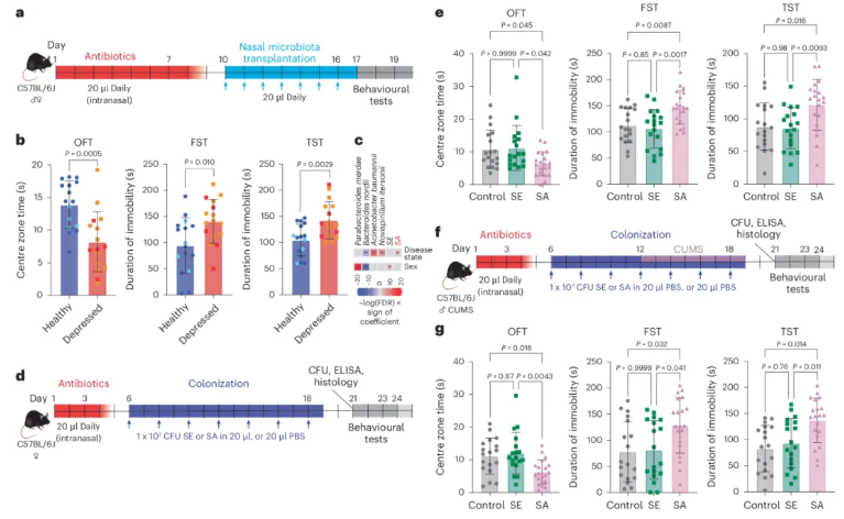 nature子刊 (IF=19.4)|交大医学院附属仁济医院李敏团队:鼻腔金葡菌是抑郁“隐形推手”?hsd12酶紊乱神经递质(图3) nature子刊 (IF=19.4)|交大医学院附属仁济医院李敏团队:鼻腔金葡菌是抑郁“隐形推手”?hsd12酶紊乱神经递质(图3)
