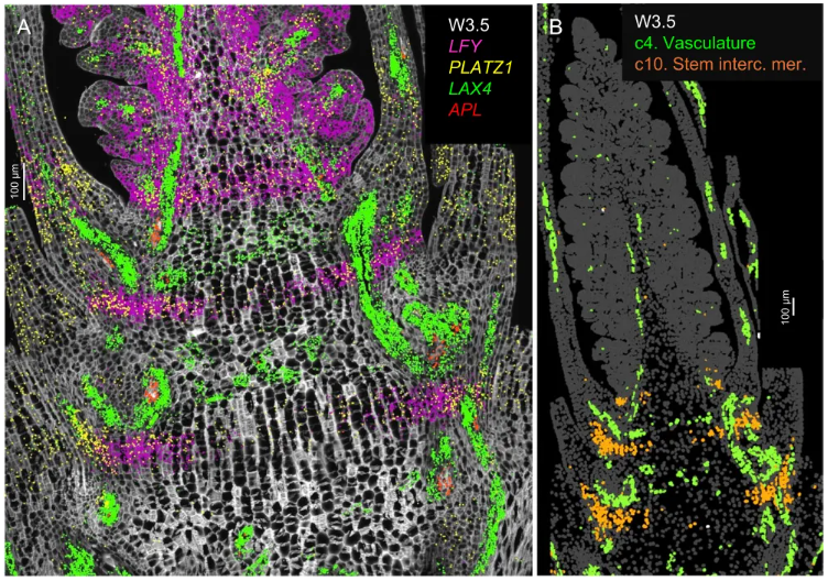 Genome Biology (IF=9.4)|加州大学研究团队整合空间转录组与单细胞测序揭示小麦穗的空间表达图谱与调控网络！(图3)