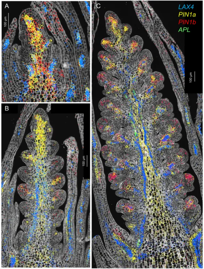 Genome Biology (IF=9.4)|加州大学研究团队整合空间转录组与单细胞测序揭示小麦穗的空间表达图谱与调控网络！(图4)