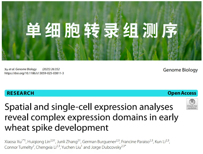 Genome Biology (IF=9.4)|加州大学研究团队整合空间转录组与单细胞测序揭示小麦穗的空间表达图谱与调控网络！(图1)