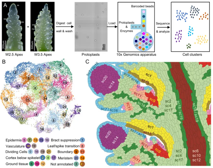 Genome Biology (IF=9.4)|加州大学研究团队整合空间转录组与单细胞测序揭示小麦穗的空间表达图谱与调控网络！(图6)