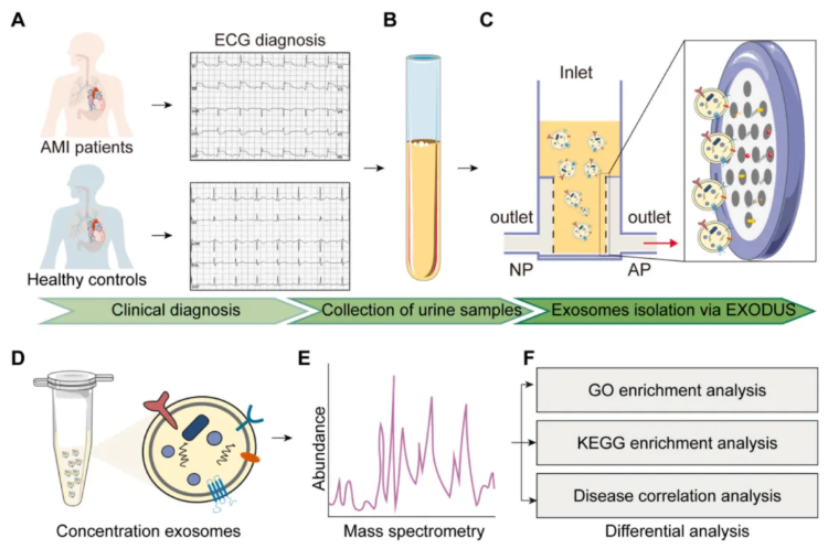 Int J Biol Macromol (IF=8.5)|长江大学第一附属医院毛旭龙团队：外泌体蛋白组学助力AMI无创标志物发现(图2)