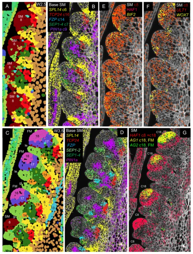 Genome Biology (IF=9.4)|加州大学研究团队整合空间转录组与单细胞测序揭示小麦穗的空间表达图谱与调控网络！(图5)
