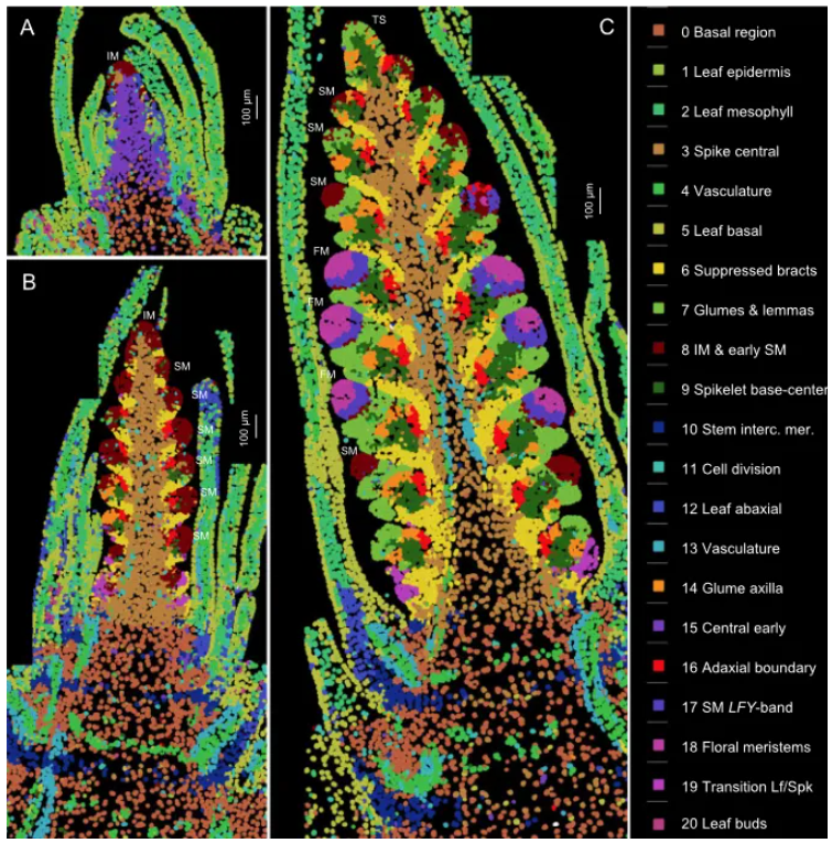 Genome Biology (IF=9.4)|加州大学研究团队整合空间转录组与单细胞测序揭示小麦穗的空间表达图谱与调控网络！(图2)