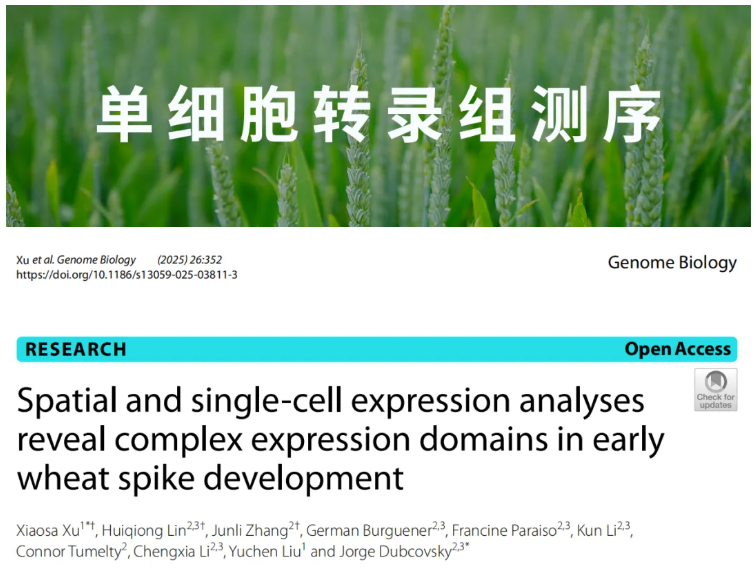 Genome Biology (IF=9.4)|加州大学研究团队整合空间转录组与单细胞测序揭示小麦穗的空间表达图谱与调控网络！(图1)