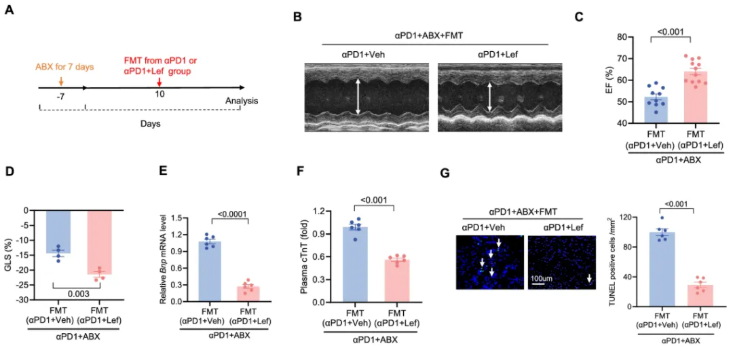 nat commun (IF=15.7)|武大人民医院马振国团队：护心不减效！Lef通过IPA缓解免疫治疗心脏毒性(图5)